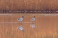 Pied Avocet in water looking for food Recurvirostra avosetta Black and white wader bird Royalty Free Stock Photo