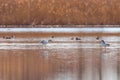 Pied Avocet in water looking for food Recurvirostra avosetta Black and white wader bird Royalty Free Stock Photo