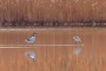 Pied Avocet in water looking for food Recurvirostra avosetta Black and white wader bird Royalty Free Stock Photo