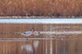 Pied Avocet in water looking for food Recurvirostra avosetta Black and white wader bird Royalty Free Stock Photo