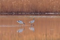 Pied Avocet in water looking for food Recurvirostra avosetta Black and white wader bird Royalty Free Stock Photo