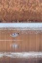Pied Avocet in water looking for food Recurvirostra avosetta Black and white wader bird Royalty Free Stock Photo
