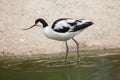 Pied avocet (Recurvirostra avosetta).