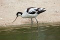 Pied avocet (Recurvirostra avosetta).