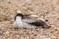 Pied avocet & x28;Recurvirostra avosetta& x29; sleeping Royalty Free Stock Photo