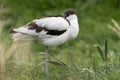 Pied avocet & x28;Recurvirostra avosetta& x29; standing with head tucked Royalty Free Stock Photo