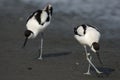 Pied Avocets