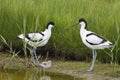 Pied Avocets with baby chick