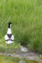 Pied Avocets with baby chick