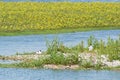 Pied Avocets breeding on nest Royalty Free Stock Photo