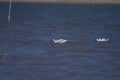 Pied avocets feeding in fresh blue water in Gujarat