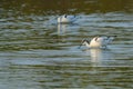 Pied avocets in Taiwan