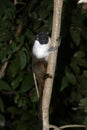 Pied bare-faced tamarin, Saguinis bicolour bicolour, Royalty Free Stock Photo