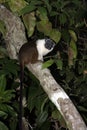 Pied bare-faced tamarin, Saguinis bicolour bicolour,