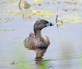 Pied Billed Grebe in NYS FingerLakes Cayuga Lake