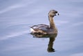 Pied-billed Grebe Royalty Free Stock Photo