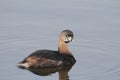 Pied-billed grebe