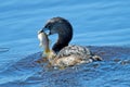 Pied-Billed Grebe