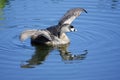 Pied-billed Grebe Royalty Free Stock Photo