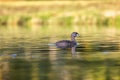 Pied-billed grebe american dabchick, swimming in pond Royalty Free Stock Photo