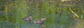 Pied-billed Grebe babies swim in a marsh, with reflections Royalty Free Stock Photo