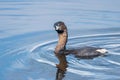 Pied-billed grebe bird in the lake Royalty Free Stock Photo