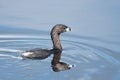 Pied-billed grebe bird in the Orlando wetlands, Florida