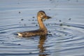 Pied-billed Grebe Catching a Crayfish - Florida Royalty Free Stock Photo