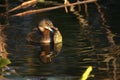 Pied billed grebe with fish