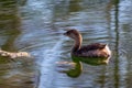Pied-Billed Grebe in a Florida Lake Royalty Free Stock Photo