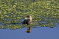 Pied-billed grebe, podilymbus podiceps Royalty Free Stock Photo