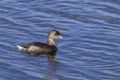 Pied-billed grebe, podilymbus podiceps Royalty Free Stock Photo