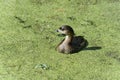 Pied-billed grebe, podilymbus podiceps Royalty Free Stock Photo