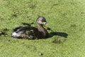 Pied-billed grebe, podilymbus podiceps Royalty Free Stock Photo