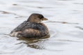 Pied-billed grebe Podilymbus podiceps close up in Canada Royalty Free Stock Photo