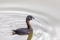 Pied-billed grebe (Podilymbus podiceps), Ecoparque Sabana, Cundinamarca. Wildlife and birdwatching in Colombia Royalty Free Stock Photo