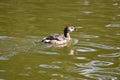 Pied billed grebe Podilymbus podiceps, 5. Royalty Free Stock Photo