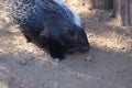 African crested Porcupine (Hystrix cristata) (1)