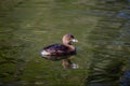 Pied-billed Grebe (Podilymbus podiceps) in North America Royalty Free Stock Photo