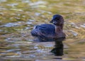 Pied-billed Grebe (Podilymbus podiceps) in North America Royalty Free Stock Photo