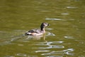 Pied billed grebe Podilymbus podiceps, 6. Royalty Free Stock Photo