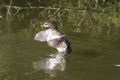 Pied-Billed Grebe Podilymbus podiceps Royalty Free Stock Photo