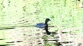 Pied-billed grebe Podilymbus podiceps, 1. Royalty Free Stock Photo