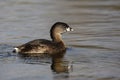 Pied-billed grebe, Podilymbus podiceps Royalty Free Stock Photo