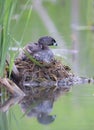 A Pied-billed grebe sitting on the nest with her chick in a local pond in Ottawa, Canada Royalty Free Stock Photo