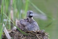 A Pied-billed grebe sitting on the nest with her chick in a local pond in Ottawa, Canada Royalty Free Stock Photo