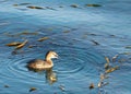 Pied Billed Grebe swimming in calm water eating