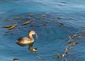 Pied Billed Grebe swimming in calm water eating