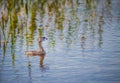 Pied Billed Grebe swimming in Florida Royalty Free Stock Photo