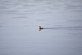 Pied-Billed Grebe Swimming Royalty Free Stock Photo